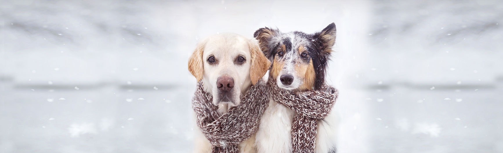 Winter Pet Safety