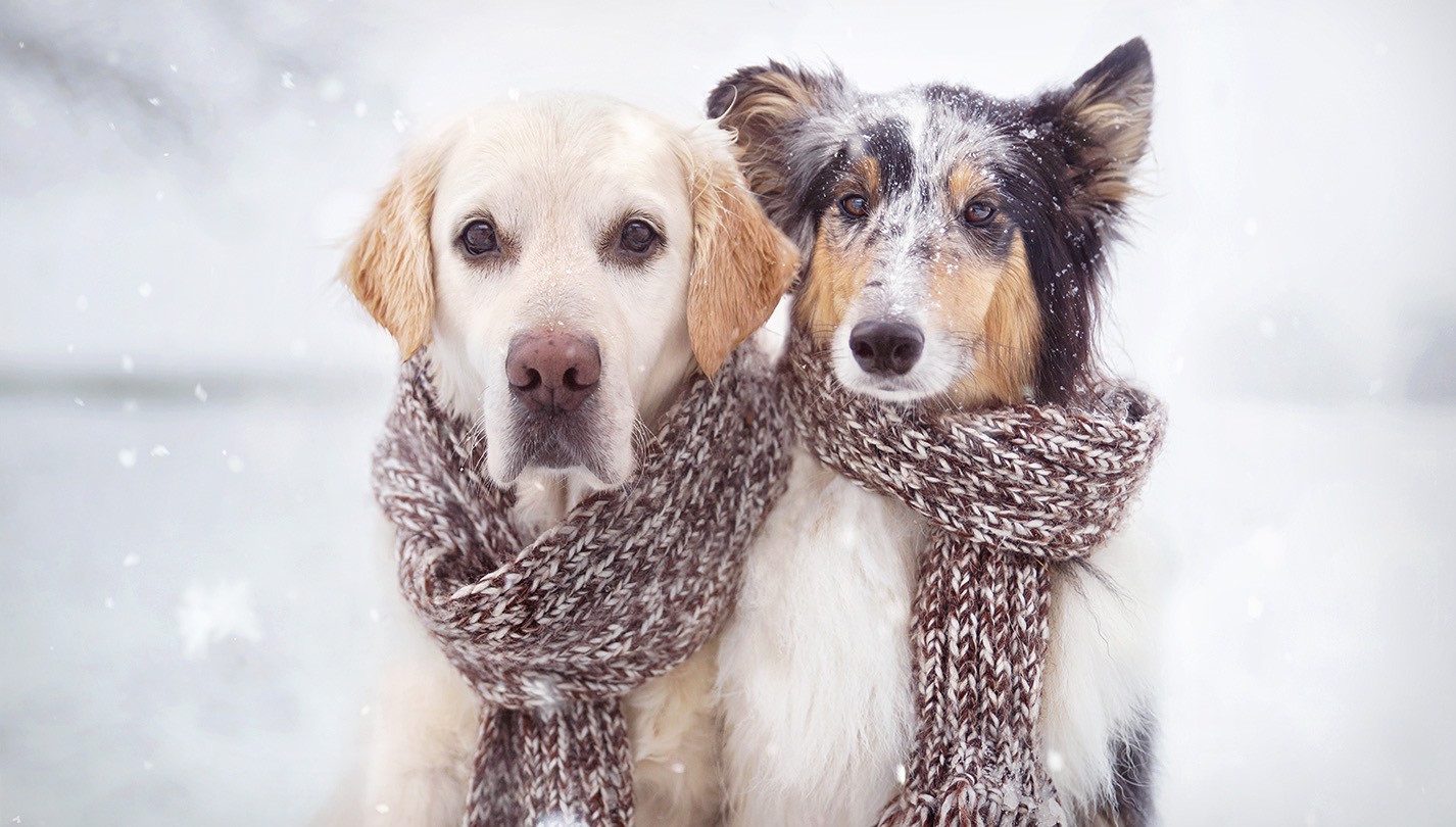 Winter Pet Safety