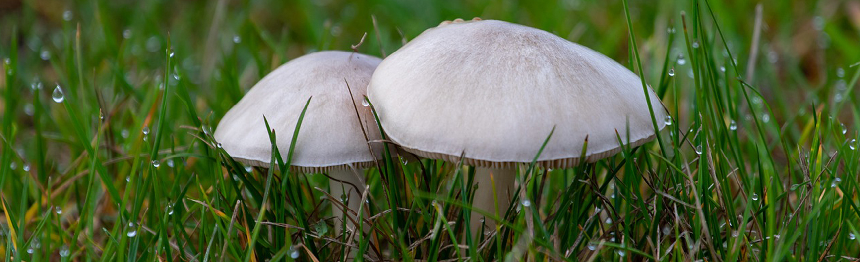 Preventing Mushroom Poisoning